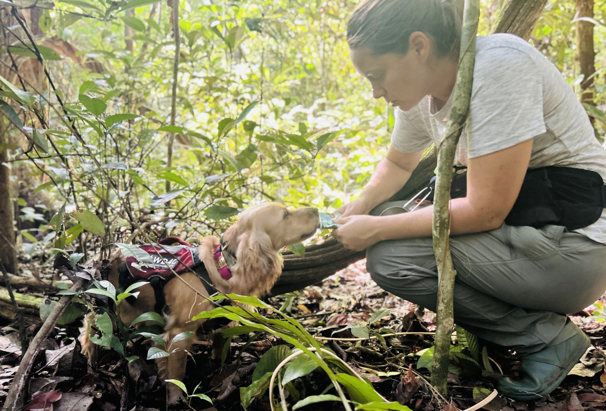 Conservation Dogs May Have Sniffed Out the Elusive Sumatran Rhinoceros 