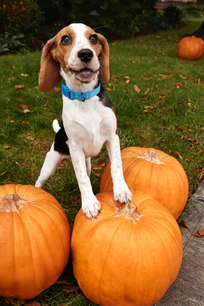 Beagle stands atop three pumpkins.