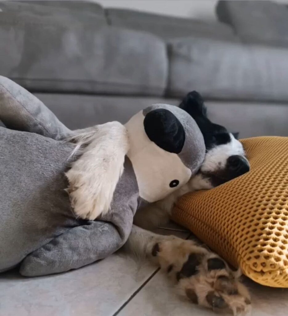 A dog sleeping with a toy.