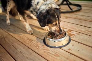 New Study From The Farmer’s Dog Shows That Fresh Food Can Support Healthier Aging in Senior Dogs