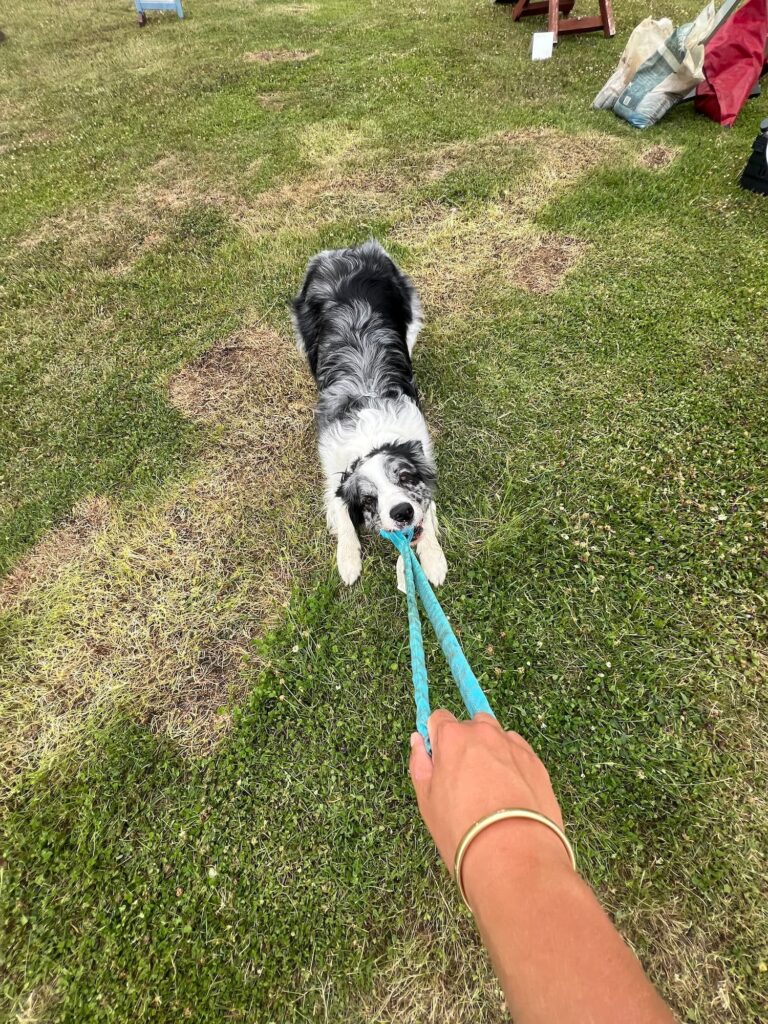 A dog pulling on a toy.