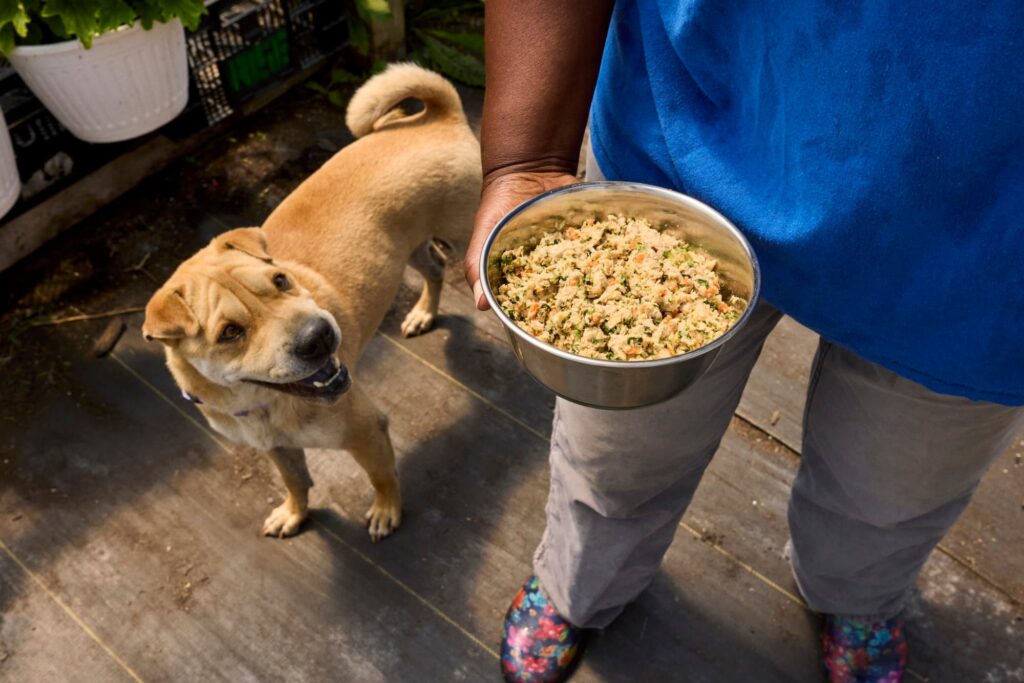 A tan dog looking up at a bowl of The Farmer's Dog fresh food being held by a person.