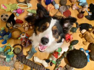 New Research Shows That Dogs Can Categorize Objects By Their Function. What Does This Mean About How They Think?