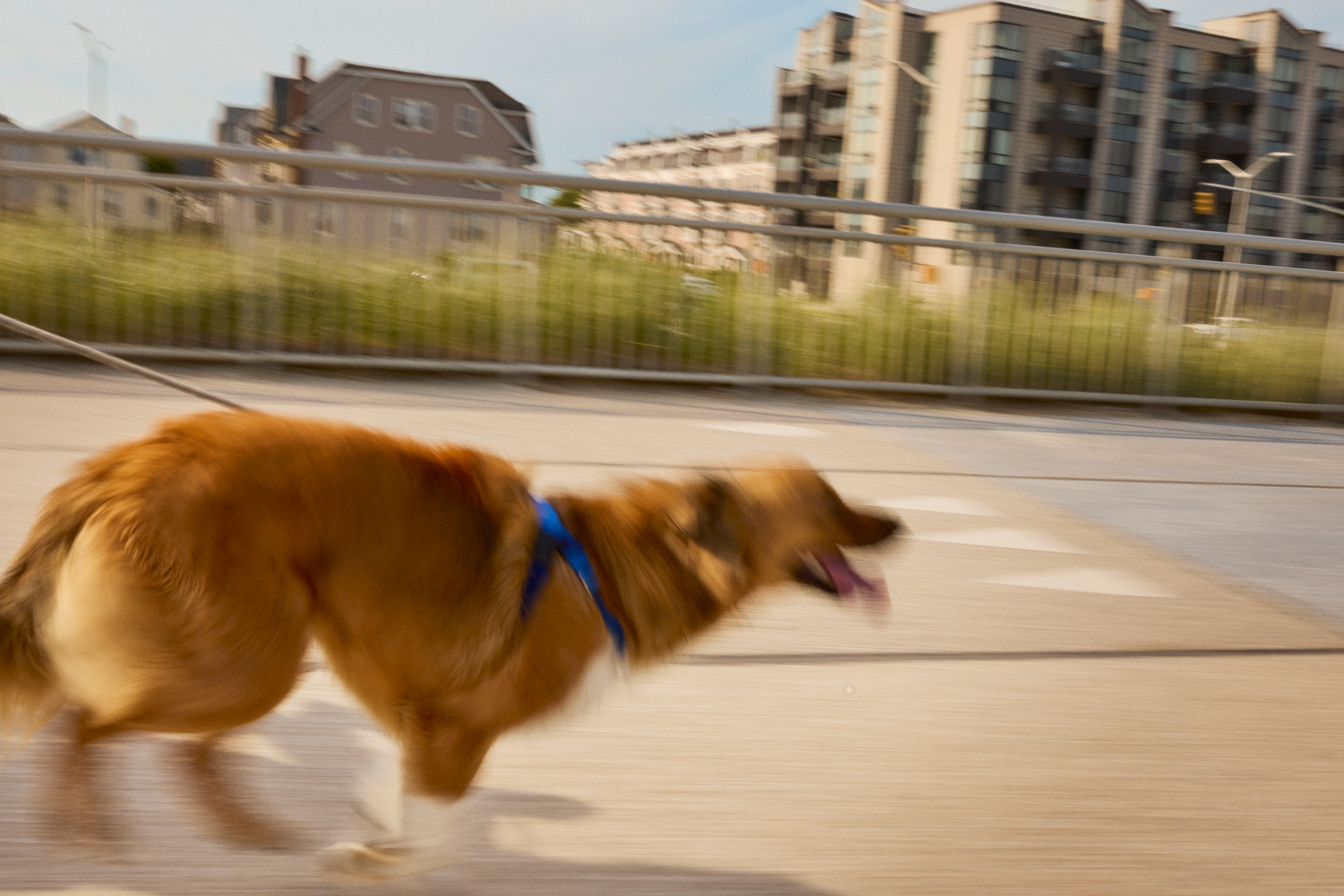 A Vet’s Guide to Traveling With Your Dog