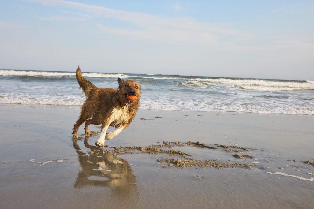 A dog running on the beach with a ball.