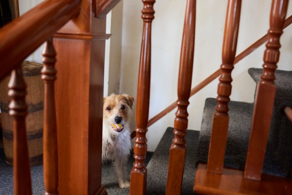 A dog near a staircase with a ball in their mouth.