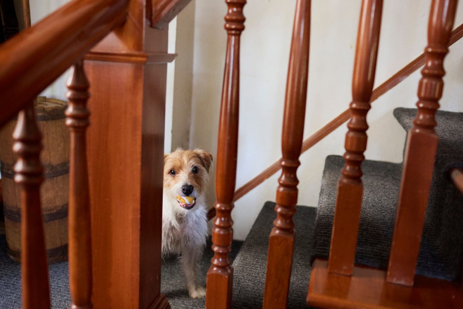 Picture Idea: Can Dogs Be Addicted To Fetch These Scientists Think It