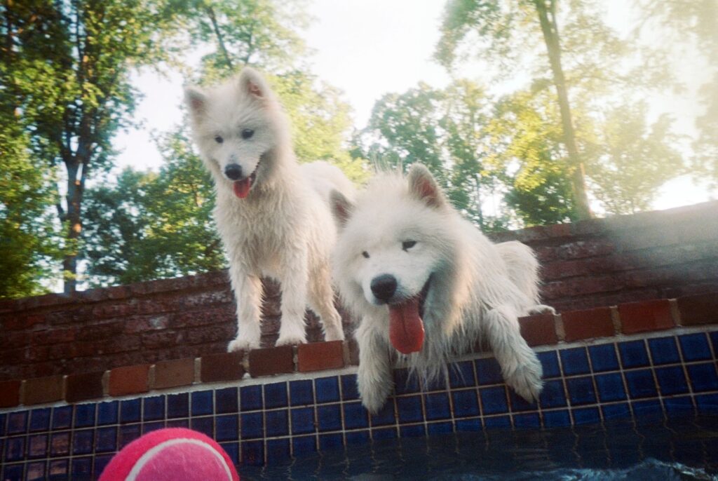 Can Dogs Be Addicted to Fetch? These Scientists Think It’s Possible