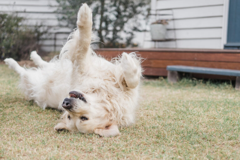 View of Can Dogs Have ADHD? - The Farmer’s Dog - Digest