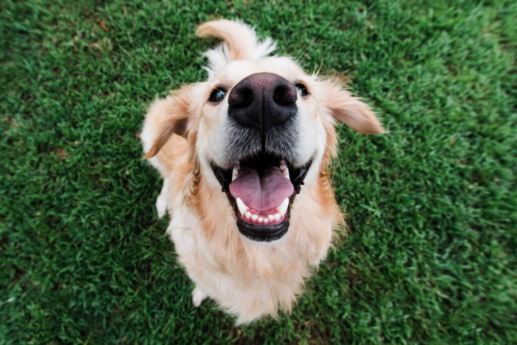 A golden retriever sitting in the grass looking directly up at the camera.