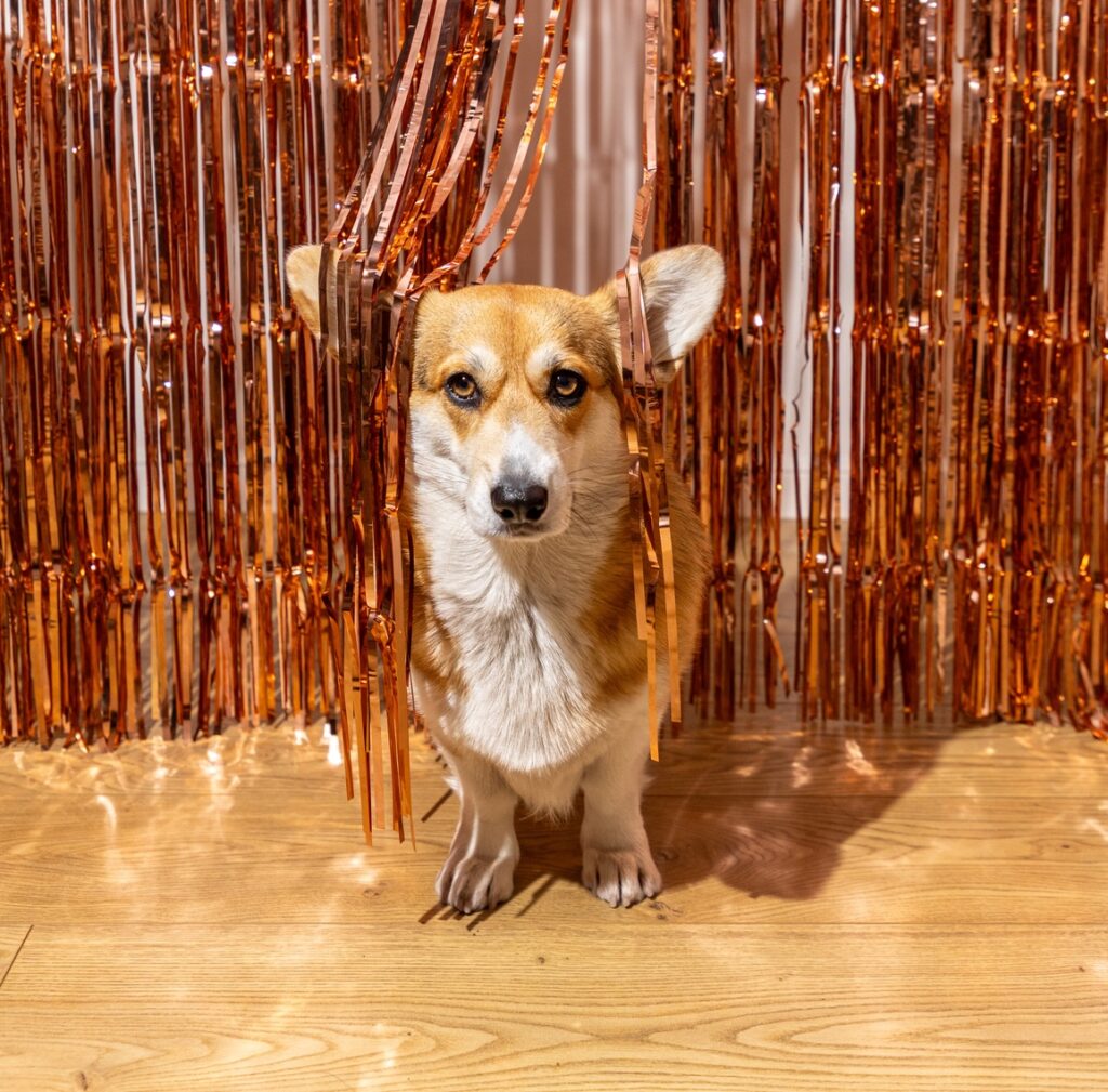 What Kind of Birthday Party Does Your Dog Want?