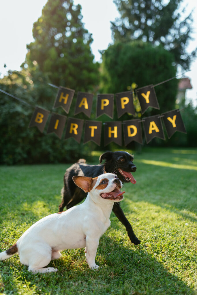 Dogs gathered in the backyard, celebrating one of them first birthday.