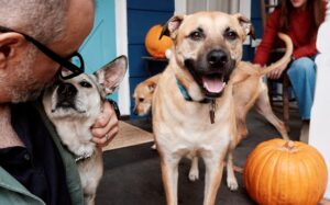 How to Keep Your Dog Safe at Home This Halloween