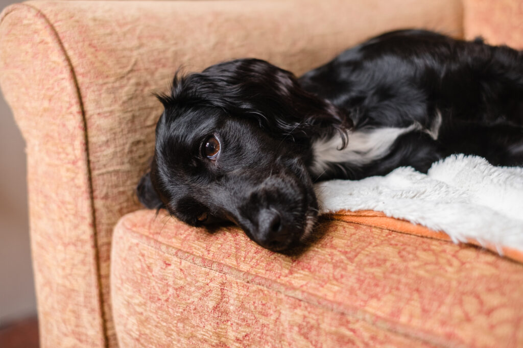 Black dog lying on a couch looking off into the distance.