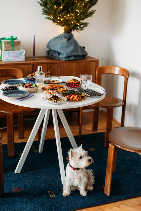 A Maltese with a red collar sits under a small, white, round table set with holiday food and a small, lit Christmas tree.