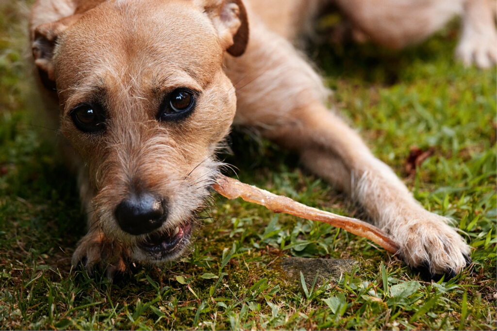 Dog chews a chew from The Farmer's Dog.