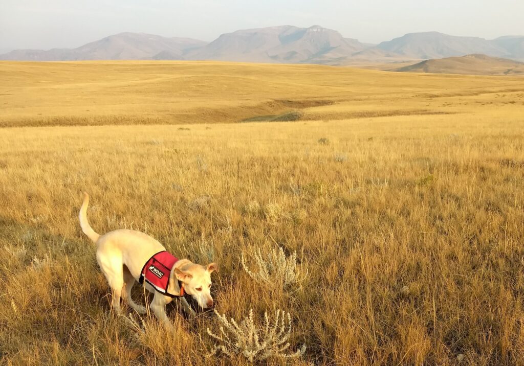 Conservation dog yellow lab sniffs out woad