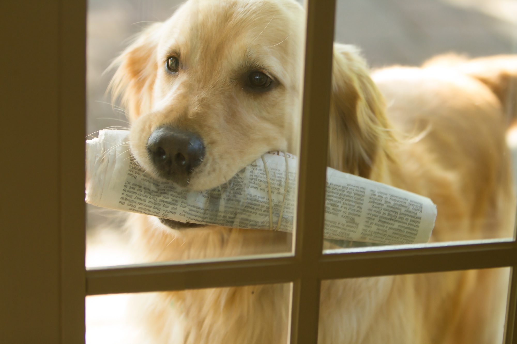 Top Dog News of 2025