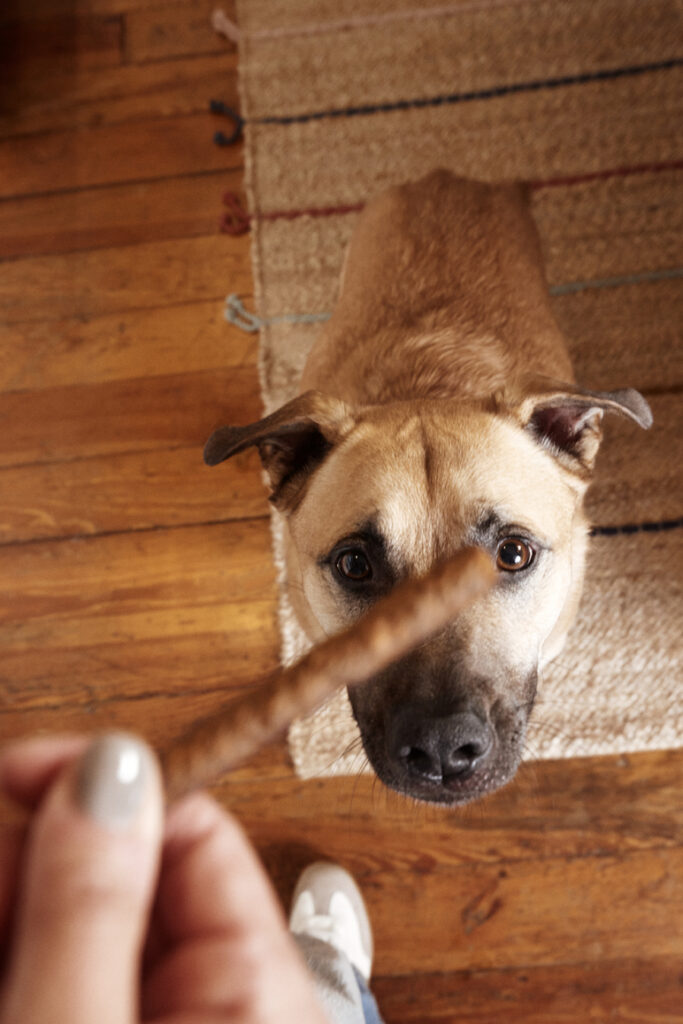 A brown dog looks up at a treat that a person with painted nails is holding.
