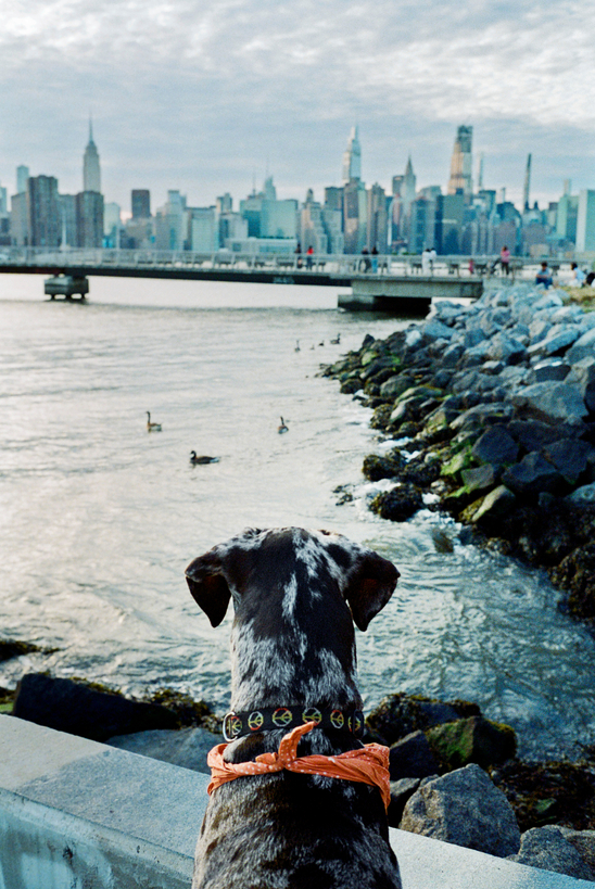 A black and white dog wearing an orange bandana faces away from the camera looking at a city skyline across a river.