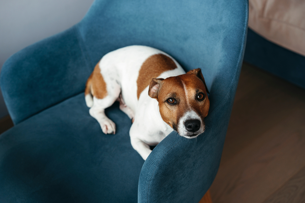 Is Beef Liver Good for Dogs?