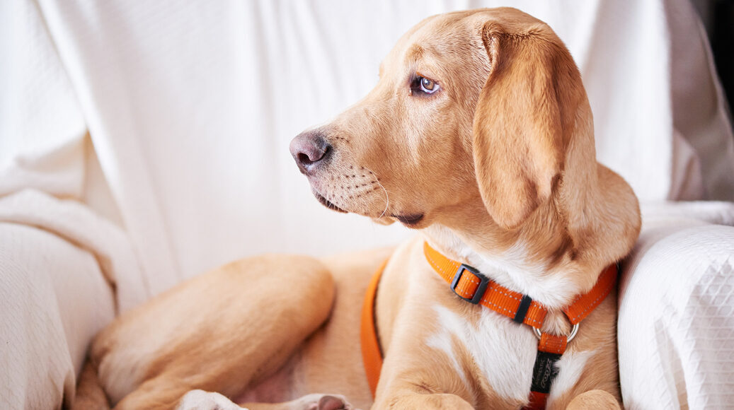 Is Chicken Liver Good for Dogs?