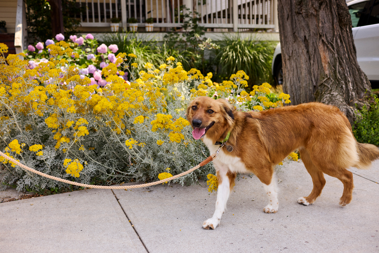 A dog on a leash walks in front of flowers and a tree.