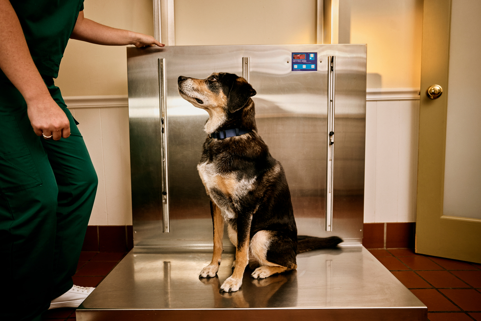 A brown dog sitting on a scale at the vet's office next to a veterinarian wearing green scrubs and white sneakers.