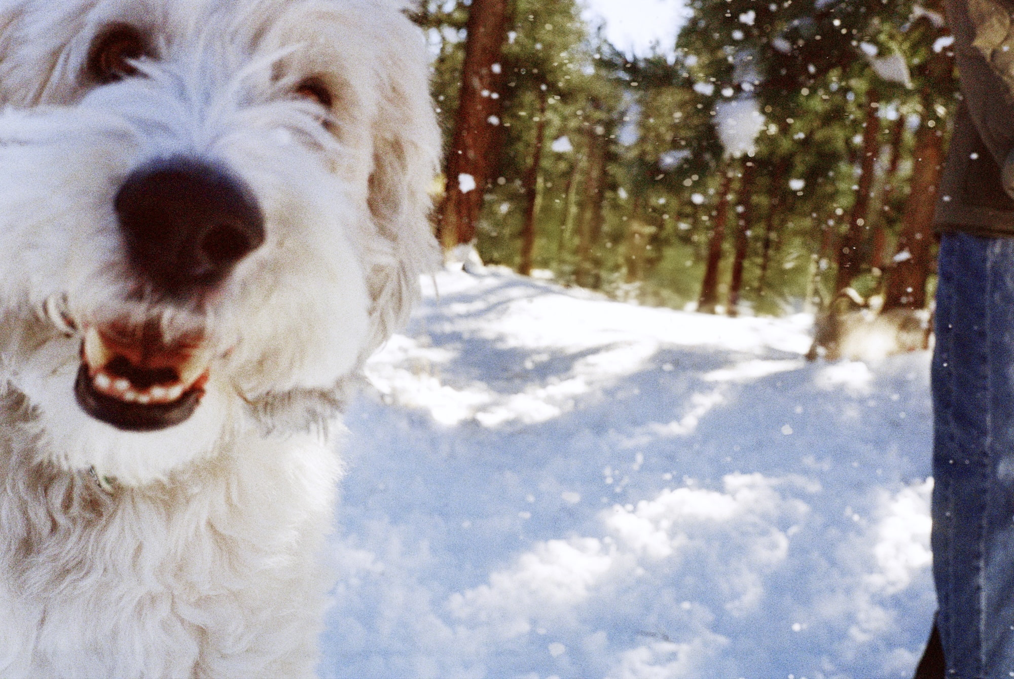 Behaviorist Dale McLelland Is Rethinking What “Enrichment” Means for Dogs
