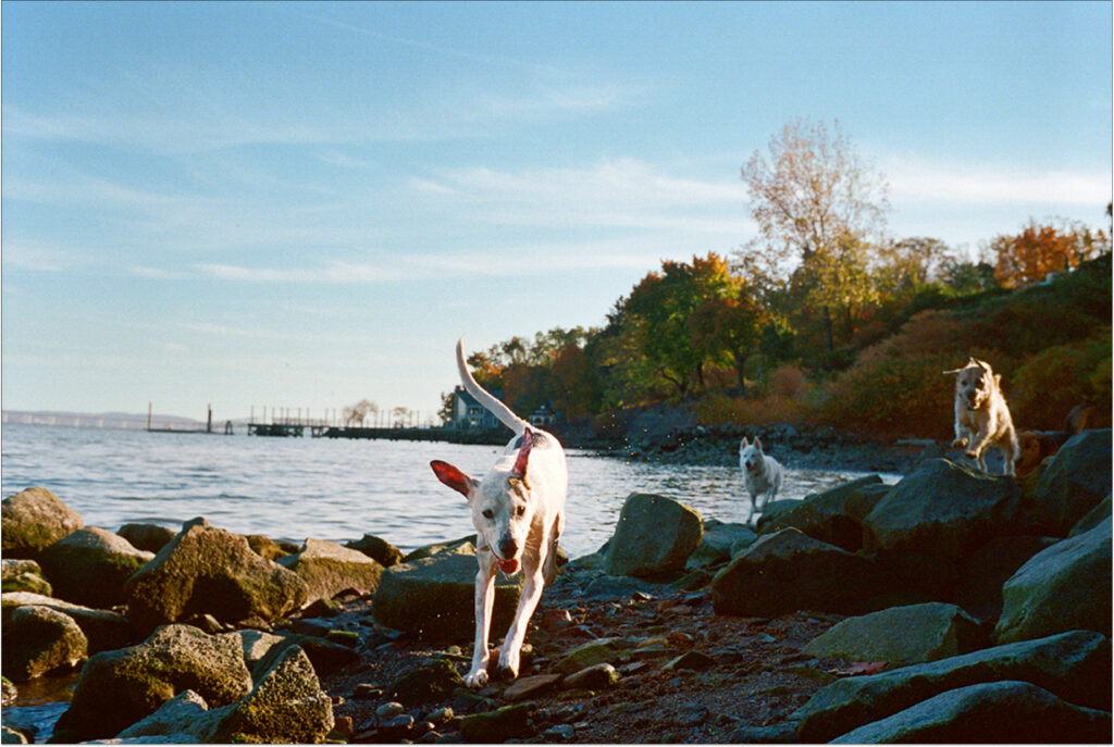 Dogs scale rocks by the ocean.