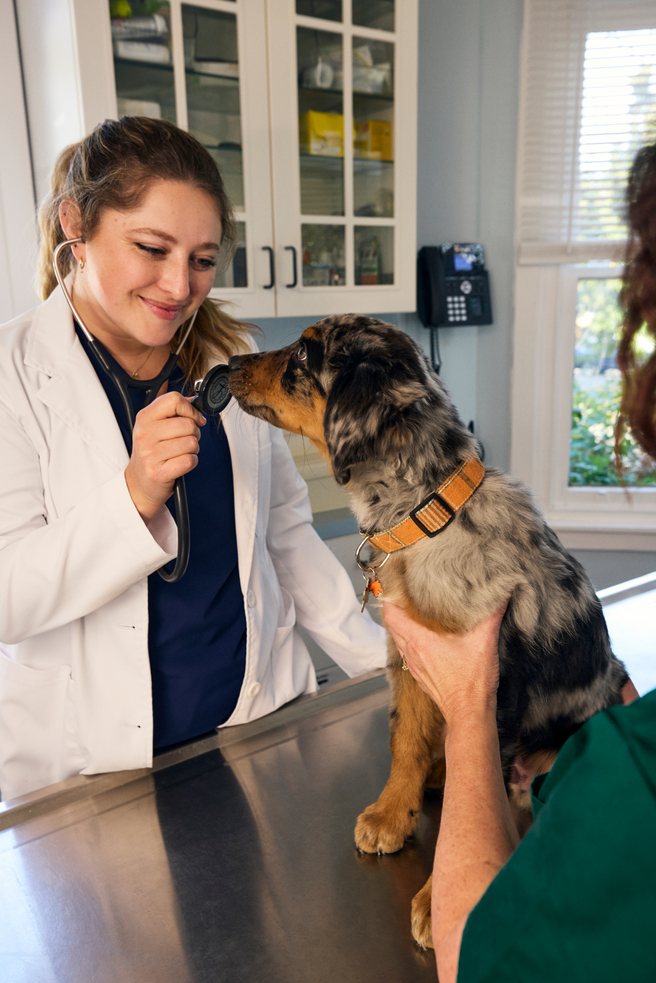 A puppy sits on a vet exam table, sniffing a stethoscope around a veterinarian's neck, while a woman in green scrubs holds the puppy.