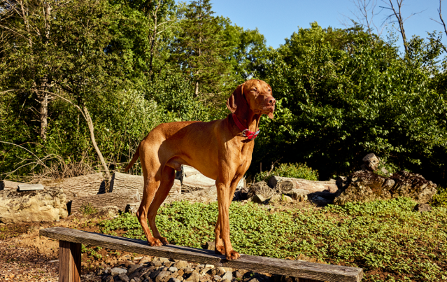 7 New Year’s Resolutions… for Dogs!