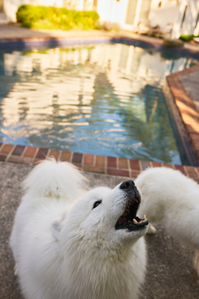White dog howling while standing in front of a swimming pool.
