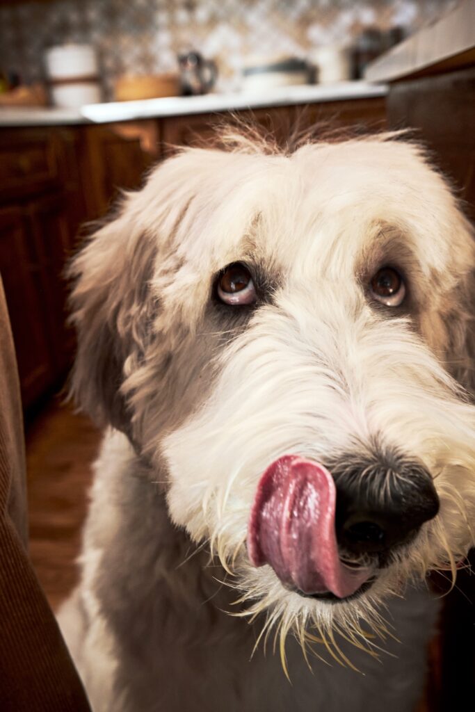 A white dog licking their lips.