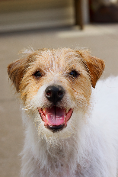 A happy dog looking up at the camera.