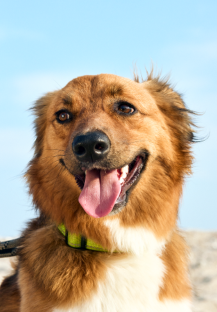 A happy dog on a bright day.