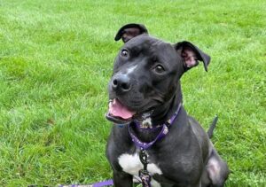 Adopt One of These Dogs By Valentine’s Day and Start Them on Fresh Food for Free