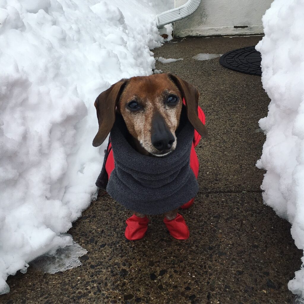 A brown dachshund wears a coat and booties while standing in a shoveled walkway between snow piles.
