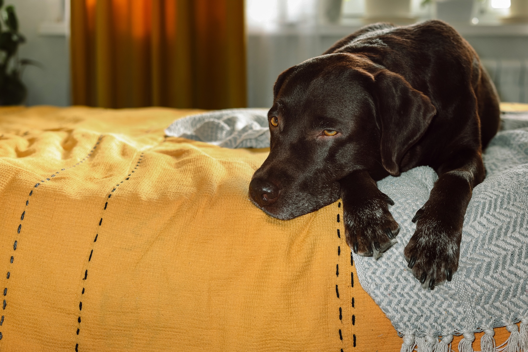 Myths and Facts about DCM in Dogs