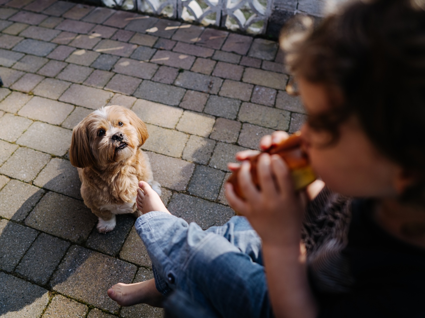 Should Dogs and Babies Share Toys? Probably Not! 
