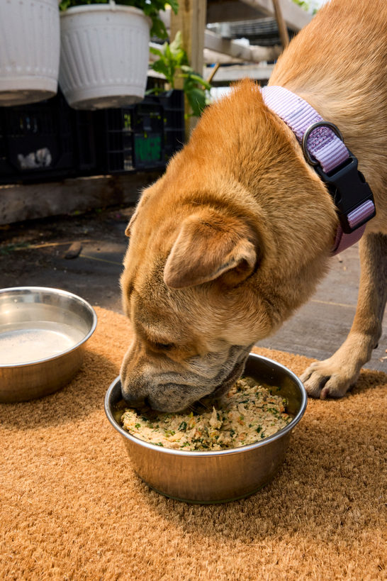A light-colored dog eats fresh food from a bowl next to plants.