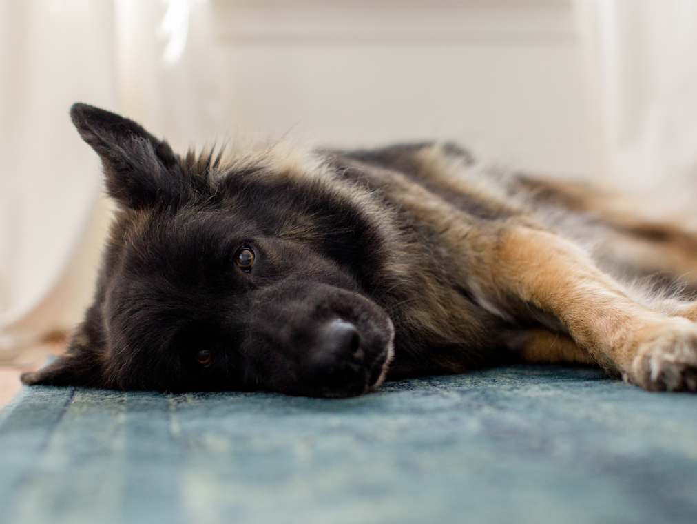 Myths and Facts About Fat in Fresh Dog Food