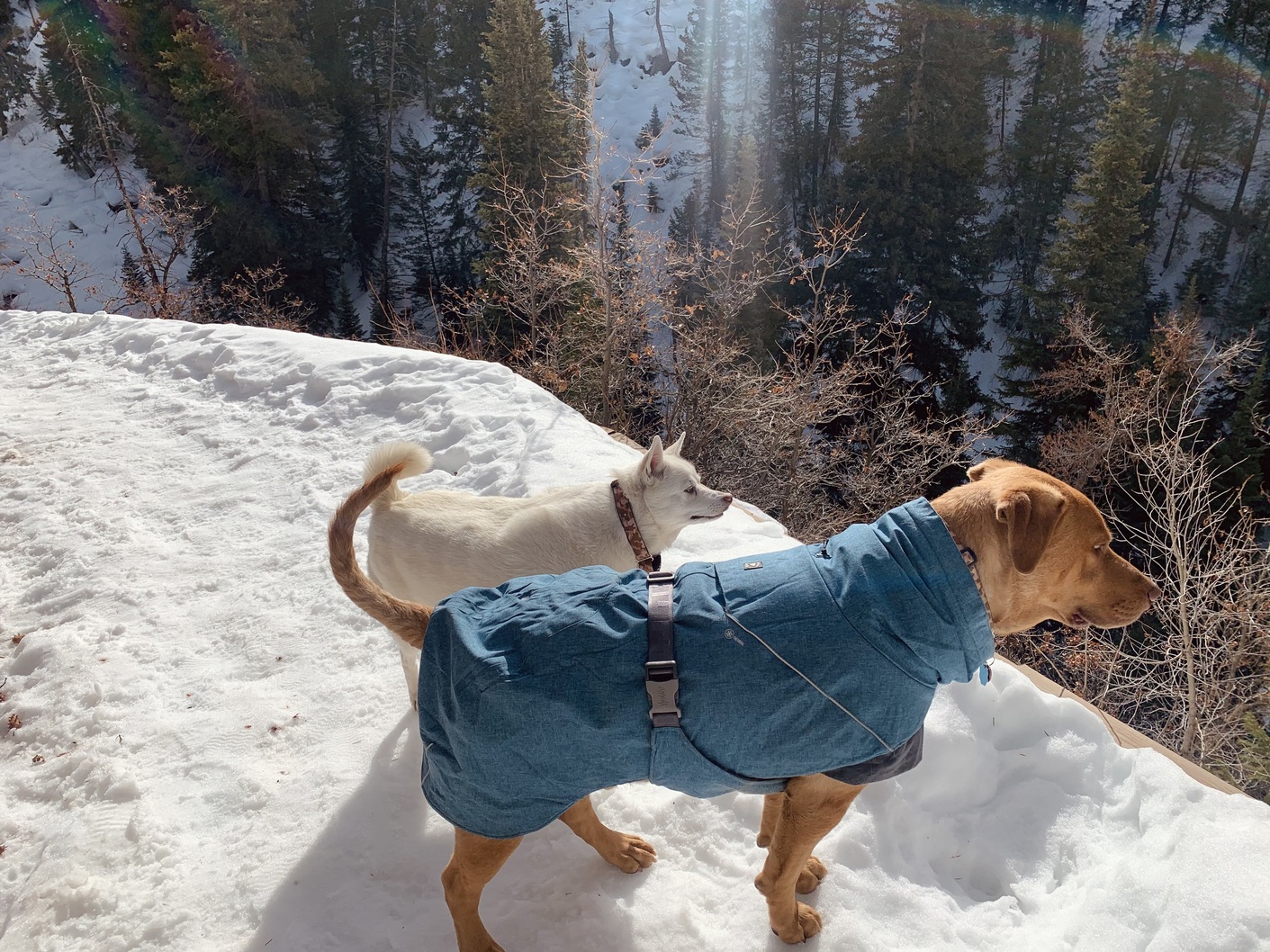 Do Dogs Need Winter Gear?