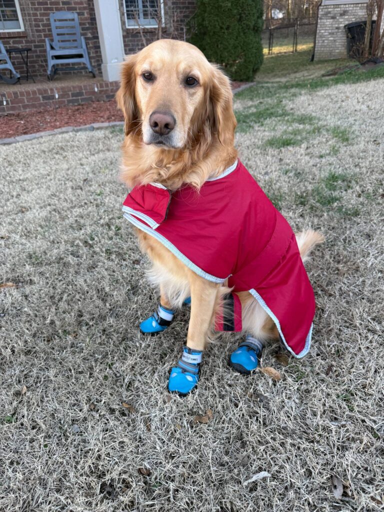 A golden retriever seated on the grass wears a red cape and blue booties.