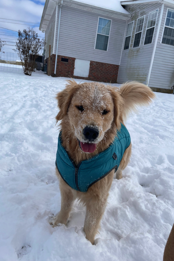 A young golden retriever wearing a teal jacket and standing on a snowy lawn.