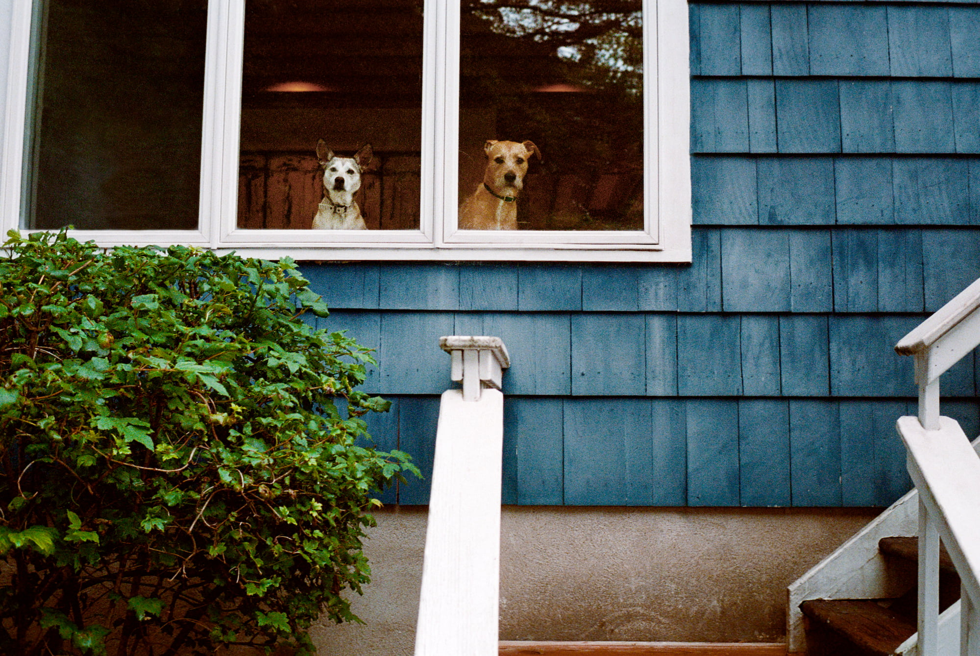 Here Are the Best Ways to Help Your New Shelter Dog Feel at Home