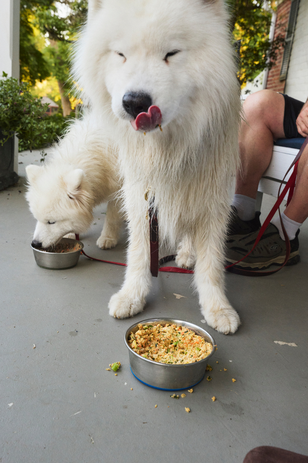 Two fluffy white samoyeds eats fresh food food outside.