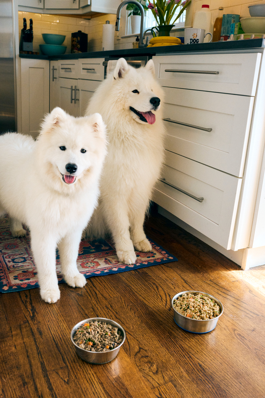 Two fluffy, white samoyed dogs stand in a kitchen in front of two bowls of fresh food.