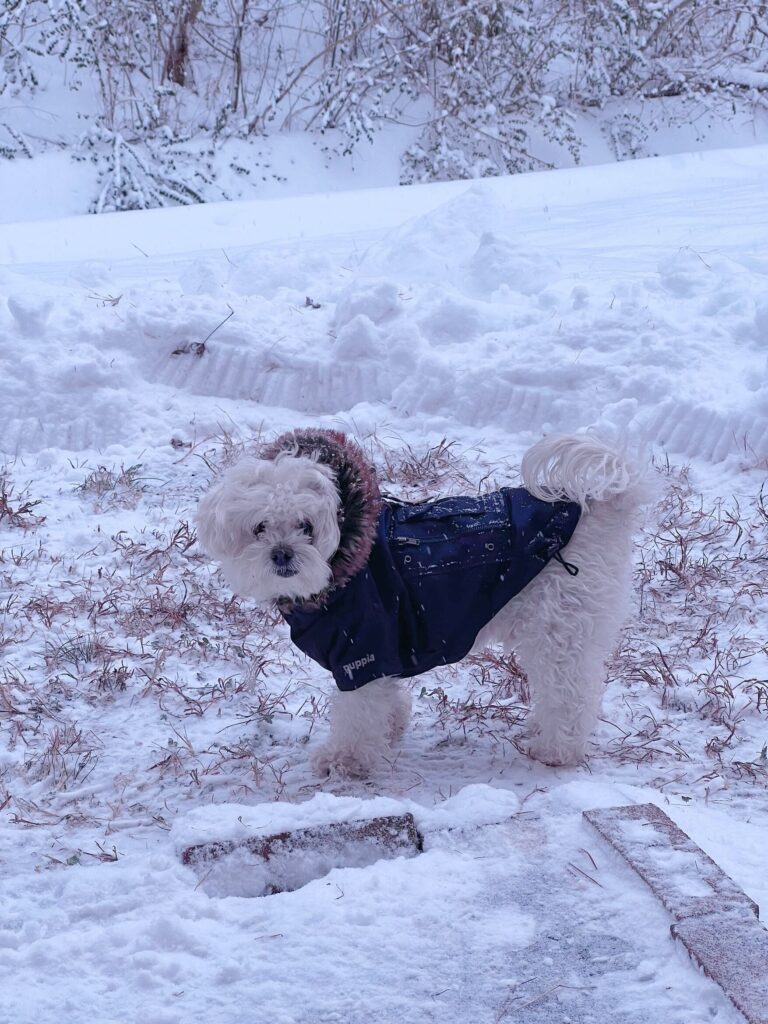 A small white dog wearing a hooded blue coat stands on a snowy lawn.