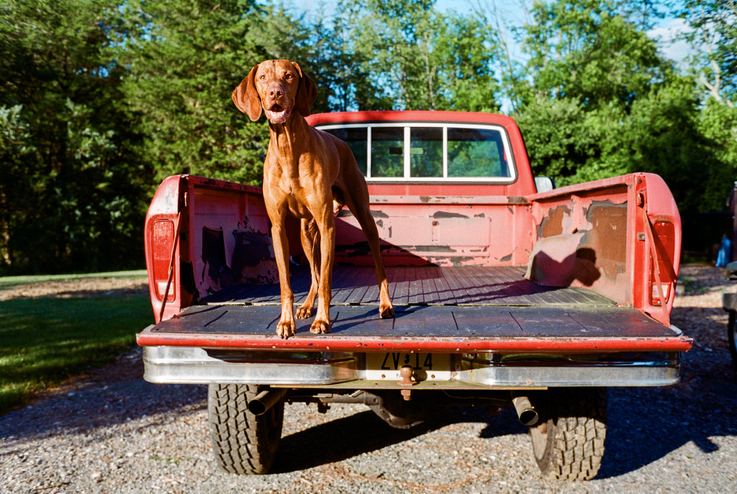 How To Keep Your Dog Safe in the Car